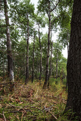 trees in the woods