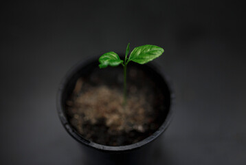 Lemon tree in a pot grown from germination and seed in soil