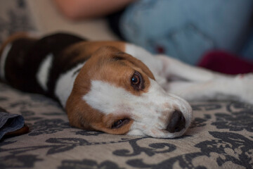 Obraz premium Cute beagle dog