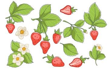 Strawberry ripe berry and flowers in bloom vector