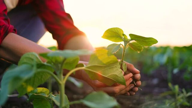 agriculture. farmer a hands are lowered plant cultivation plant. business ecology agriculture gardening concept. farmer hands are planting soil with a plant life. eco agriculture concept at sunset