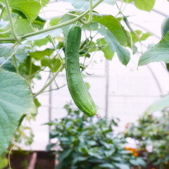 Large ripe cucumber on a branch in a greenhouse