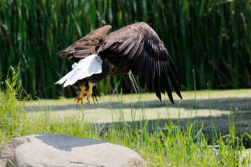 bald eagle landing and flying photos 