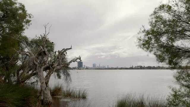 Grey clouds sweep across distant windy Perth. In foreground birds perch on swaying branches of Paperbark trees set beside river. Time Lapse