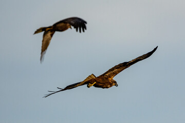two eagles in flight in sunset light