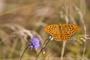 Schmetterling (Der Kaisermantel)