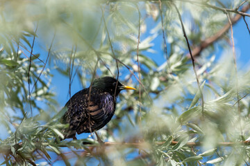 turdus merula hiding among tree branches