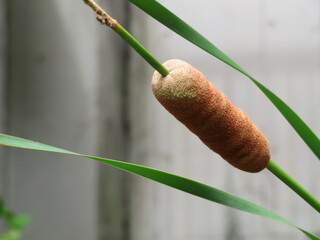 ガマの穂