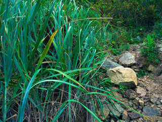 Bush of green sedge.