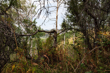 Fototapeta premium trees in the woods
