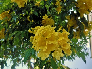 Yellow elder, Trumpetbush, Trumpetflower, Yellow trumpet-flower, Yellow trumpetbush, Tecoma stans