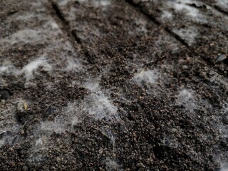 White fungus occurs on the soil surface in seedbeds.