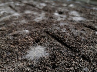 White fungus occurs on the soil surface in seedbeds.