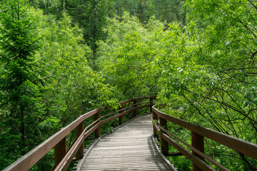 A wooden path with high pirils among the green forest.