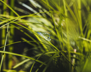 two dragonflies on a leaf