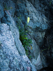 Common Toadflax on the rock.