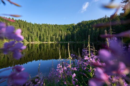 Lake (Mummelsee) in the Black Forest early in the morning. Trees reflected in the water. Purple flower (Epilobium angustifolium) in the foreground. Shallow depth of field. Germany, Hornisgrinde.