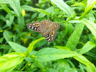 butterfly on leaf