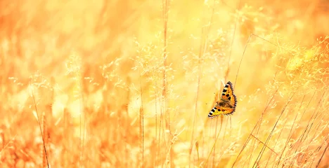 Fotobehang Oranje Beautiful butterfly on golden meadow grass, natural rustic landscape. pastoral artistic image. Indian summer or autumn season. banner. copy space  © Ju_see