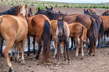 Horses at the watering hole