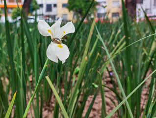 Insecto mencionado como jicotillo, o más comúnmente como "mayate de la calabaza" (Euphoria basalis) sobre la flor de la planta lirio persa ( Iris japónica).