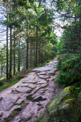 Stone on a hiking trail in the north black forest. Surrounded by green trees. Wide angle. Germany, Hornisgrinde.