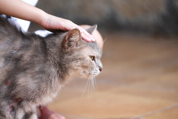 Naklejka premium Stroking cat by little asian child girl hand