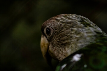 bird of prey