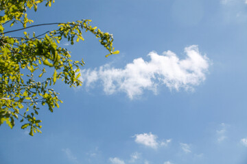 cumulus d'été