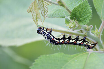 Wooly worm of Asian admiral butterfly is hanging on the branch upside down and eating a young leaf.