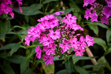 Blüten des rosa Phlox /Flammenblume im Garten - Makro Fotografie
