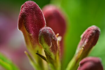 rosa Knospen der Weigelie / Weigelia - Makro Fotografie