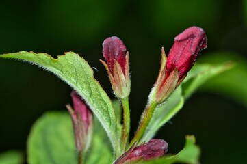 rosa Knospen der Weigelie / Weigelia - Makro Fotografie