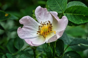 Milchweiße Pfingstrose, Chinesische Pfingstrose, Edel-Pfingstrose, Makro Fotografie