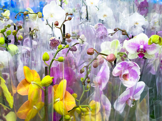 Orchids. A bouquet of flowers of pink, yellow and orange colors. In the store or in the warehouse, ready for sale. Wrapped in a polyethylene package