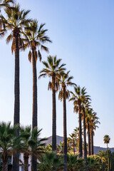 straight line of palm trees along road in california