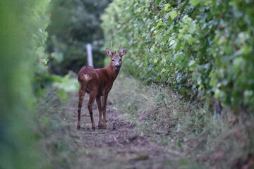 Brocard dans la vigne