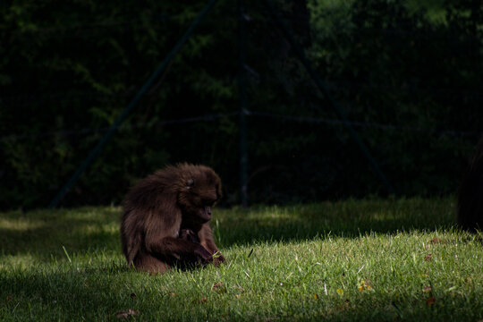 monkey with small baby mankey