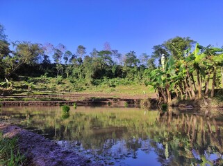 Ricefield with Tropical Landscape in Bali