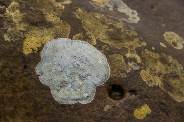 close-up of a stone texture