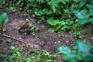 a song thrush bird