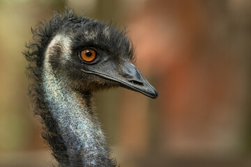 Close up headshot of Emu