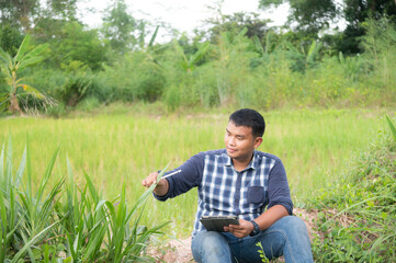 Naklejka na ściany i meble Asian young farmer using tablet at the green rice field. Use technology in the farm concept