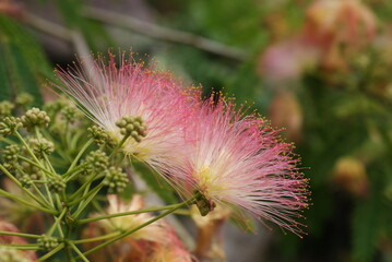 fluffy pink flower among the leaves