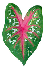 Tropical green and red leaf  in shape of love heart  isolated on white background with clipping path.