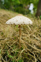 mushroom