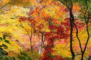 紅葉　モミジ　箕面公園