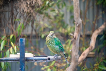オーストラリア・アデレードの観光名所を旅行している風景 Scenes from a trip to Adelaide, Australia.