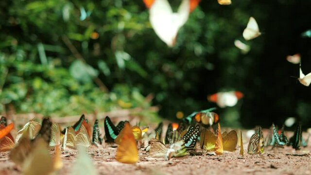 Slow motion of group of colorful Butterflies on the ground and flying in nature forest.