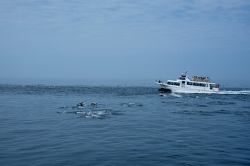 Obraz premium 【北海道】知床クルーズ（カマイルカの群れ）